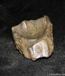 Triceratops Tooth #1132-1